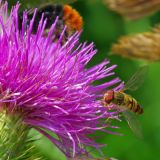 Fliege von Jochen Ruser